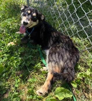 Nyx -  Mixed Breed Dog for Adoption in Hyde Park, New York - Nyx | PetCurious