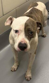 Rescue Only- AC-4629 "Duke" -  Pit Bull Terrier Dog Available for Adoption in Conyers, Georgia - Rescue Only- AC-4629 "Duke" | PetCurious