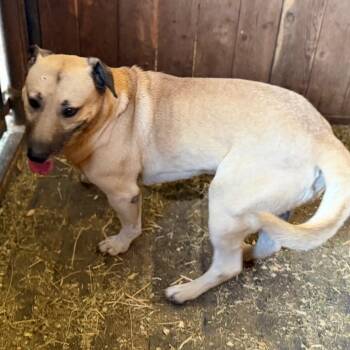 Buck -  Black Mouth Cur and Shepherd Dog for Adoption in Ennis, Texas - Buck | PetCurious