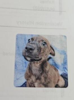 Mixed Breed Dogs Available for Adoption in Cincinnati, Ohio - Pablo | PetCurious