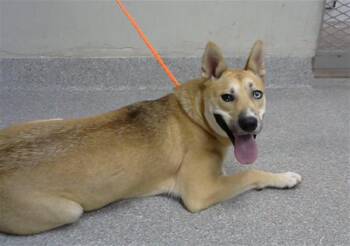 Rescue German Shepherd Dog Dogs for Adoption in Pasadena, Texas - NALA | PetCurious