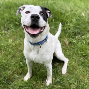 Rescue Pit Bull Terrier Dogs for Adoption in Ferndale, Washington - Boa | PetCurious
