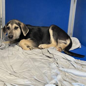 110166 -  Mixed Breed Dog for Adoption in Las Cruces, New Mexico - 110166 | PetCurious