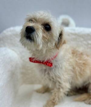 Norfolk Terrier and Poodle Dogs Available for Adoption in Palo Alto, California - Triscuit | PetCurious