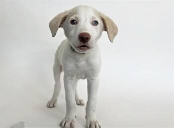 MAVERICK -  Terrier Dog for Adoption in Brentwood, Missouri - MAVERICK | PetCurious