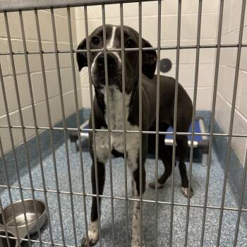 Great Dane and Mixed Breed Dogs Available for Adoption - Luna | PetCurious
