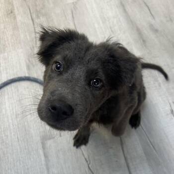 Ace -  Shar Pei and Mixed Breed Dog for Adoption in Emporia, Kansas - Ace | PetCurious