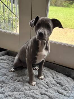 Lexie -  Catahoula Leopard Dog and Terrier Dog for Adoption in Alexandria, Louisiana - Lexie | PetCurious