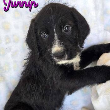 Rescue Mastiff and Poodle Dogs for Adoption in Wadena, Minnesota - Turnip | PetCurious