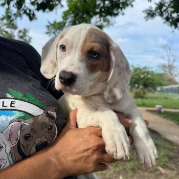 Patch Pound Puppy -  Basset Hound Dog for Adoption in Friendswood, Texas - Patch Pound Puppy | PetCurious