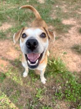 Abbie -  Beagle Dog for Adoption in Waxhaw, North Carolina - Abbie | PetCurious