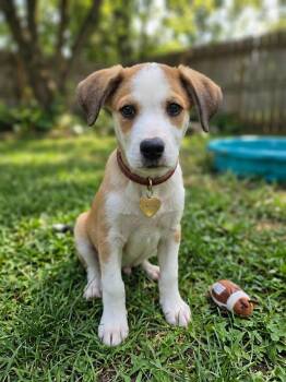 JUNEBUG -  Beagle and Mixed Breed Dog for Adoption in Lincoln, Nebraska - JUNEBUG | PetCurious