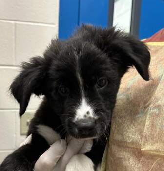Sunny -  Labrador Retriever Dog for Adoption in Golden, Colorado - Sunny | PetCurious