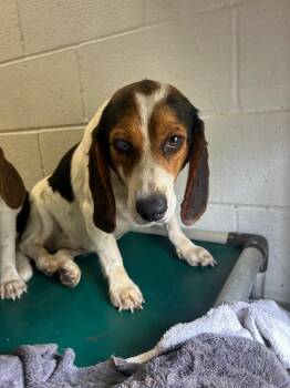 Big Bagle -  Beagle Dog for Adoption in Morgantown, Kentucky - Big Bagle | PetCurious
