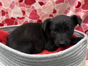 German Shepherd Dog and Mixed Breed Dogs Available for Adoption - SADIE | PetCurious