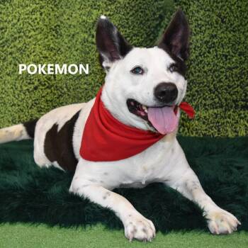 Cattle Dog and Shepherd Dogs Available for Adoption - Pokemon | PetCurious