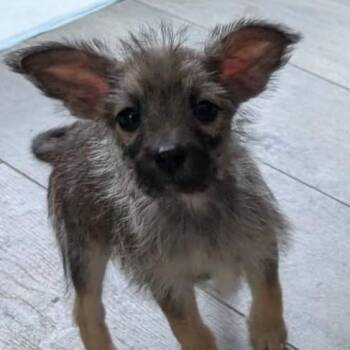 Terrier and Border Collie Dogs Available for Adoption - Scruff | PetCurious