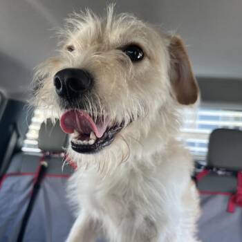 Beetle -  Terrier Dog for Adoption in Lake Jackson, Texas - Beetle | PetCurious
