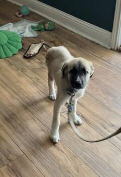 DUTCHESS -  Mixed Breed Dog for Adoption in Dallas, Texas - DUTCHESS | PetCurious