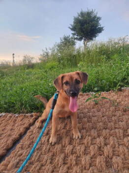 Rescue Beagle and Jindo Dogs for Adoption in Agoura Hills, California - SONGLIM | PetCurious