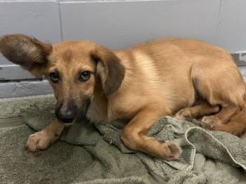 ROOSTER -  German Shepherd Dog and Mixed Breed Dog for Adoption in Houston, Texas - ROOSTER | PetCurious