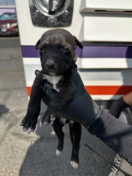 61515677 -  Pit Bull Terrier and Mixed Breed Dog for Adoption in El Paso, Texas - 61515677 | PetCurious