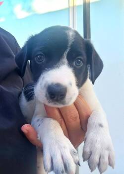 Scout -  Australian Cattle Dog Blue Heeler Dog for Adoption in Corpus Christi, Texas - Scout | PetCurious