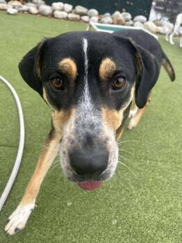 Rescue Hound Dogs for Adoption in Stamford, Connecticut - Marmee | PetCurious