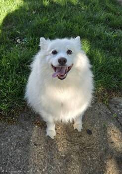American Eskimo Dog Dogs Available for Adoption in Seville, Ohio - Flynn | PetCurious