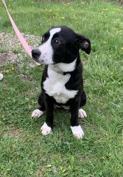 Australian Cattle Dog Blue Heeler Dogs Available for Adoption in Saint Clairsville, Ohio - Justice | PetCurious