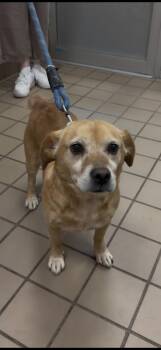 Tucker -  Mixed Breed Dog for Adoption in Wantagh, New York - Tucker | PetCurious