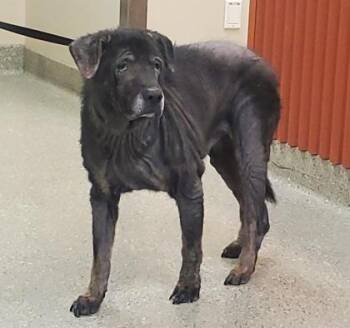 Pumpkin -  German Shepherd Dog and Mixed Breed Dog for Adoption in Kansas City, Missouri - Pumpkin | PetCurious