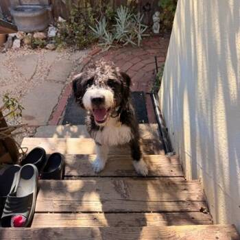MERCURY -  Wirehaired Terrier and Mixed Breed Dog for Adoption in Richmond, California - MERCURY | PetCurious