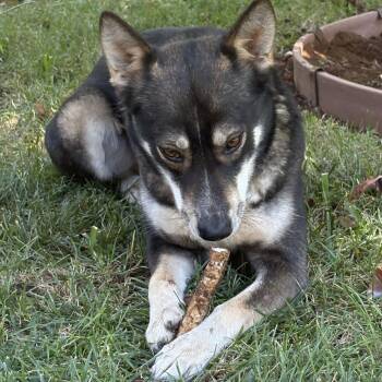 Magnolia -  Cattle Dog and Husky Dog for Adoption in ROUGH READY, California - Magnolia | PetCurious
