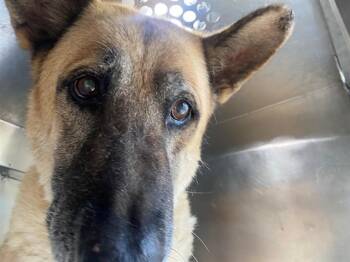 WALTER -  German Shepherd Dog Dog for Adoption in Rowlett, Texas - WALTER | PetCurious