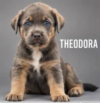 Theodora -  Hound Dog for Adoption in Lucas, Texas - Theodora | PetCurious