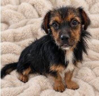 Archie -  Terrier and Dachshund Dog for Adoption - Archie | PetCurious