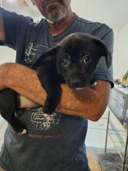 Corgi and Pug Dogs Available for Adoption in Windsor, California - Princess Lilibet | PetCurious