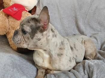 French Bulldog Dogs Available for Adoption in Fort Worth, Texas - Katherine | PetCurious