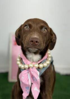 Ariel-One of our Amazing Rescue Dogs -  German Shorthaired Pointer and Vizsla Dog for Adoption in Carlsbad, California - Ariel-One Of Our Amazing Rescue Dogs | PetCurious
