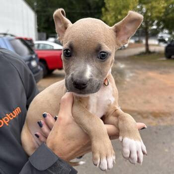 Florence -  Pit Bull Terrier Dog for Adoption in Columbia, South Carolina - Florence | PetCurious