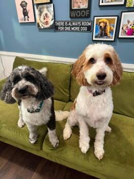 Freckles (bonded with Genie) -  English Springer Spaniel and Poodle Dog for Adoption - Freckles (bonded With Genie) | PetCurious