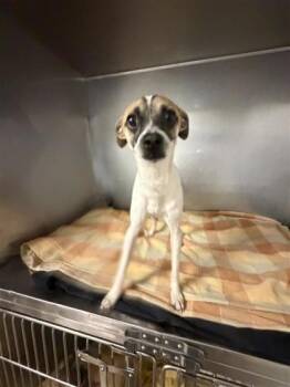 Hugo -  Mixed Breed Dog for Adoption in West Chester, Pennsylvania - Hugo | PetCurious