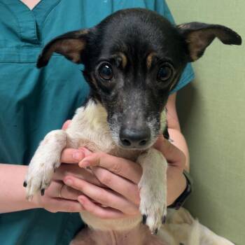 Quest -  Chihuahua Dog for Adoption in St. Augustine, Florida - Quest | PetCurious