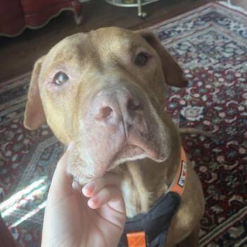 Theo -  Pit Bull Terrier Dog for Adoption in Columbia, South Carolina - Theo | PetCurious