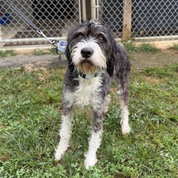 Darby -  Schnauzer and Terrier Dog for Adoption in Marshall, Virginia - Darby | PetCurious