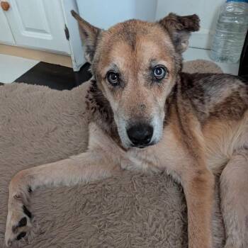 Zeke -  German Shepherd Dog Dog for Adoption in Columbus, Georgia - Zeke | PetCurious
