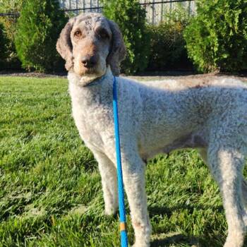 Sal -  Standard Poodle Dog for Adoption in Fort Wayne, Indiana - Sal | PetCurious