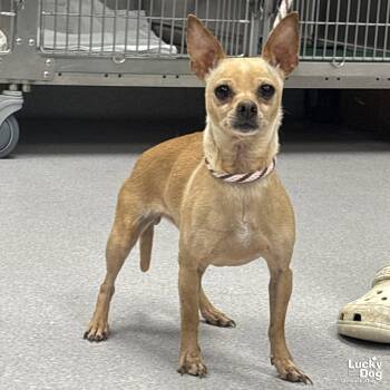 Chihuahua Dogs Available for Adoption in Washington, District Of Columbia - Burrito | PetCurious