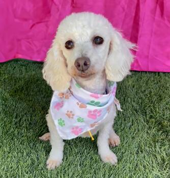 FIFI -  Miniature Poodle Dog for Adoption in Rowland Heights, California - FIFI | PetCurious